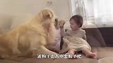 主人拜托金毛看孩子，接下来让人万万没想到，这狗太不要脸了吧