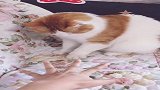 小猫咪好聪明，竟然能理解主人的意思，网友成精了吗