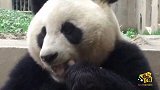 熊猫宝宝实力演绎吃竹子嘎嘣脆 不行口水都快流出来了