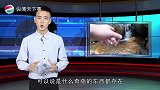 世界上最刺激的石头，会将人完全吞噬，过段时间就会再吐出来