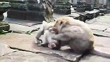 按住孤儿猴撕咬，孤儿猴尖叫，没有妈的孩子真可怜