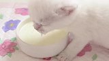 小奶猫第一次不用奶瓶喝奶，还好录视频了！