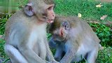 猴子母子受伤，生活艰难