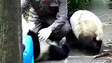 熊猫：奶爸，你一盆奶要端平啊，宠孩子一定要雨露均沾呀