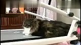 肥到如此程度的猫你见吗？