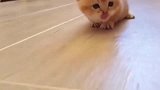 小奶猫用小短腿爬着找妈妈，一摇一摆的走，可爱到爆炸