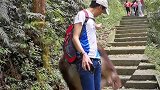 峨眉山的泼猴看见人就要抢劫