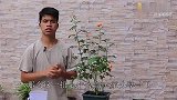 6月份，养花大神都会给月季剪一刀，难怪长势旺