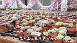 英子介绍20个多肉品种，棵棵多头，你们认识吗？