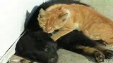 有趣的猫被狗奴役做按摸师