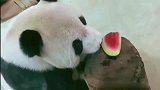 熊猫：我就算饿死渴死也不吃西瓜！呵呵，西瓜真好吃！