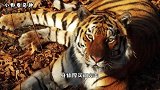 东北虎到底有多强，连狮子都不放眼里，美国人都不敢引进