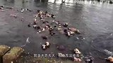 暴雨之后，河里出现很多小鱼，专家表示：不能捕捞