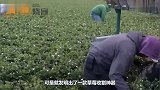 世界上最厉害的草莓收割机，效率有多高工作过程是种享受