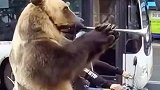 看到没，现在熊都得卖艺了