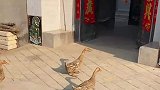神奇的鸭子，看看三家鸭子是怎么集合的