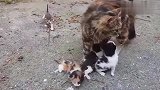 一只可怜的流浪猫，还带着四只小猫，吃不饱睡不暖！