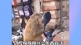 第一次照镜子的猴子，无法接受现实啊