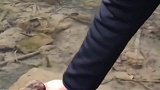 好家伙男子从土狗嘴里救下小䴙䴘，放生时惊现涡轮增鸭