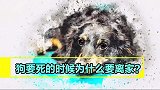 垂暮老狗要死的时候为什么要离家？