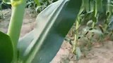 2个超级玉米品种高抗倒伏，高抗茎折：猛牛8号和安保丰9号