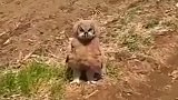 哇塞地里有这么大只猫头鹰呢
