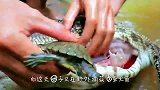 男子捕获一条大鱼，剖开鱼肚后，直呼赚大了！