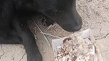 太狗的主人，狗都嫌弃