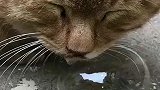 谁家小猫咪睡觉这么邋遢啊