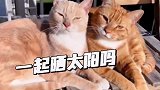 猫咪们对于阳光的热爱简直超乎想象