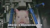 如果一头猪一辈子不杀，最终能长多大？简直“刷新世界观”！