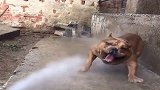 用水枪给狗狗洗澡，狗狗非要咬水柱，结果摔惨了