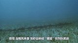 奇观当飓风来袭，龙虾会排成“螺旋”状列队前进六亲不认谁也不怕