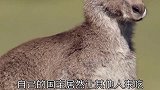 三个有趣的动物，最惨的国宝，最成功的猪