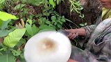 丛林里满地的野生大蘑菇，村民捡个不停，回家煲汤吃那太美味了