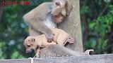 男子将仿真猴丢入猴群，大猴误以为自己失手杀猴后，场面引人深思