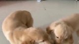 两只金毛抢东西吃，场面太逗啦！太可爱了