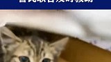 小猫咪蹿进小车后悬架，警民联合及时救助