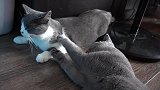 母猫挑衅公猫，公猫竟然不还手，这是乖还是怂？