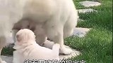 追着要吃奶的狗宝宝