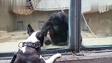大家认为狗狗与黑猩猩谁更聪明，看过这个视频你就知道了