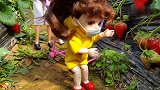 摘草莓故事（上集）：芭比和肯带小七推小推车到草莓园摘草莓