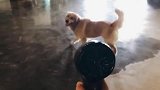 为什么猫和狗子都怕吹风机呢