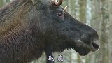 四川话配音：傻雕动物配上四川方言，笑料不断，笑痛！