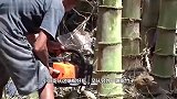 砍个竹子整的跟砍树一样，都用上电锯了，这是什么品种的竹子