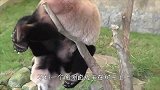 动物园出现“无头”骆驼，回头那一瞬间，真想破口大骂！