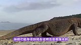 猴子想偷吃科莫多巨蜥的蛋，反被科莫多巨蜥整吞，镜头拍下全过程