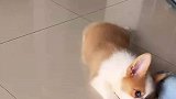 柯基咬拖鞋被打之后的各种微表情