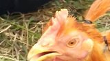 鸡：主人你给我扎的小辫子真丑呀！