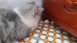 小蓝猫成天想玩小八的尾巴，姥姥给八撑腰这回挨揍了吧。